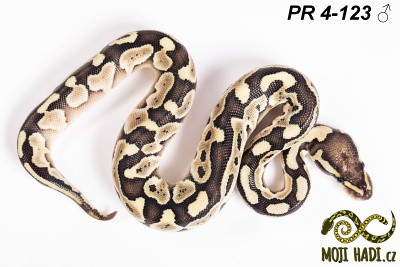 hadi na prodej, mládě, český chov hadů, odchov hadů, mojihadi.cz, Python regius, ballpython, krajta královská,lesser,